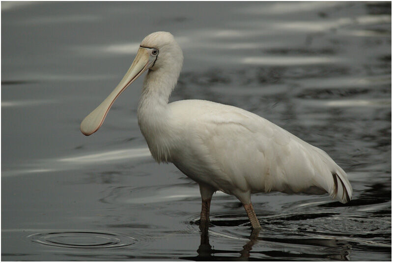 Yellow-billed Spoonbilladult breeding