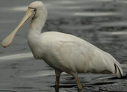 Yellow-billed Spoonbill