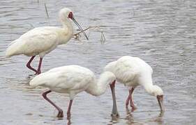 African Spoonbill