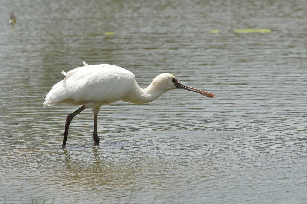 African Spoonbillimmature