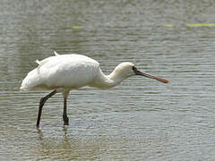 African Spoonbill