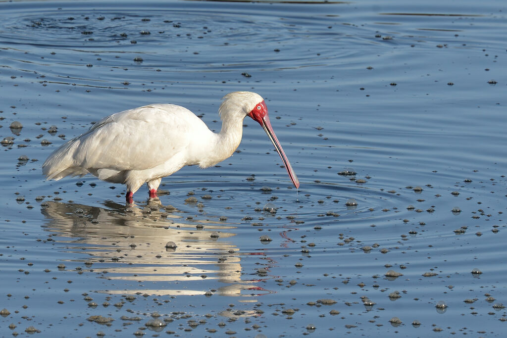 African Spoonbilladult