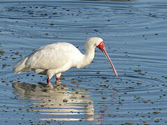 African Spoonbill