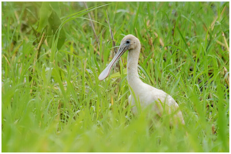 Roseate Spoonbilladult