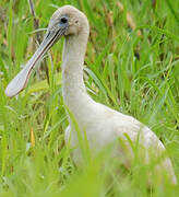 Roseate Spoonbill