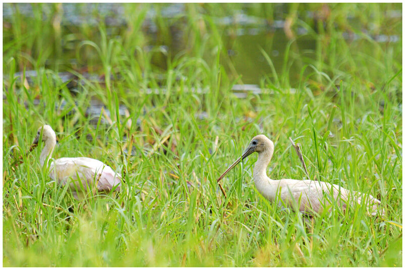 Roseate Spoonbill