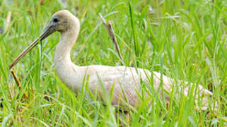 Roseate Spoonbill