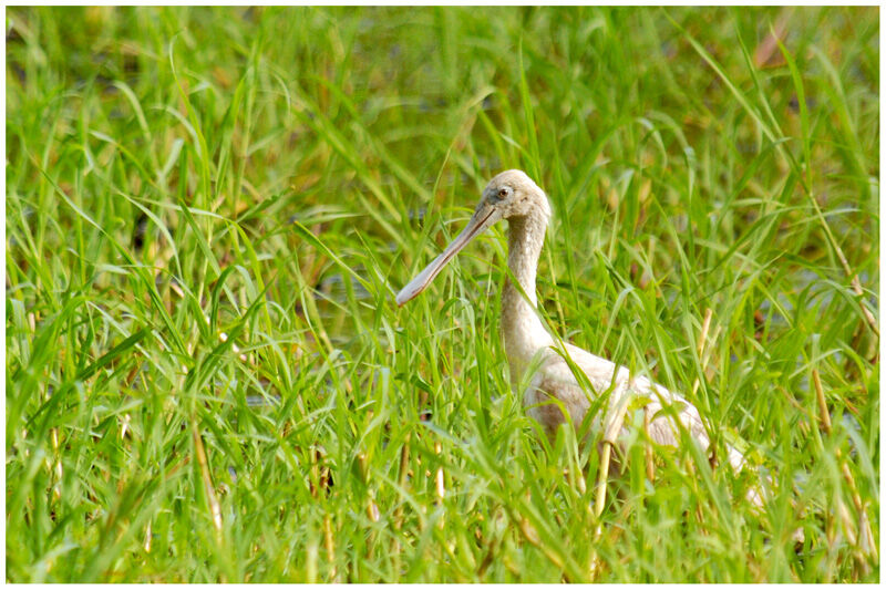 Roseate Spoonbill