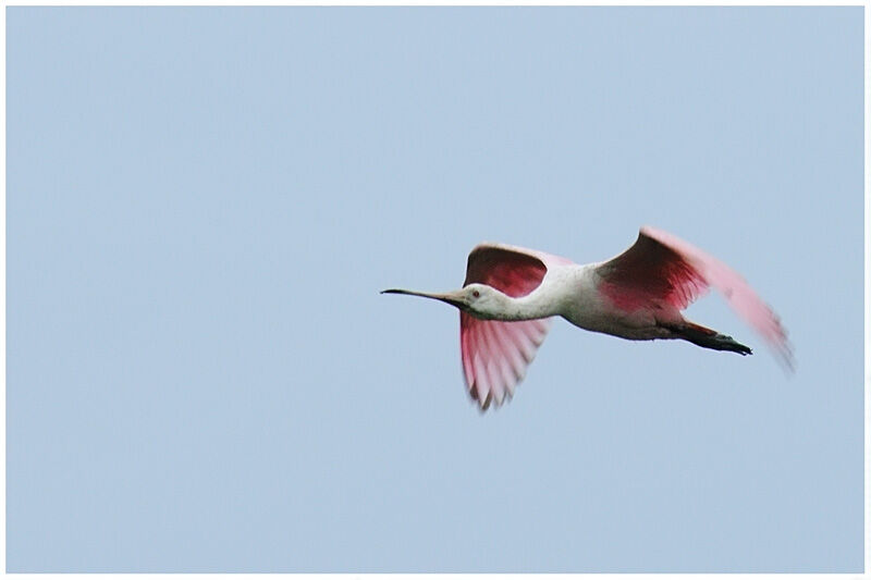 Roseate Spoonbilladult