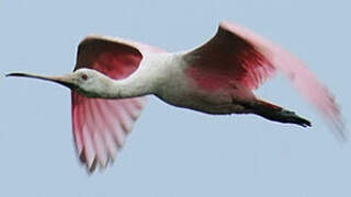 Roseate Spoonbill