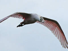 Roseate Spoonbill