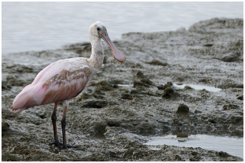 Roseate Spoonbilladult