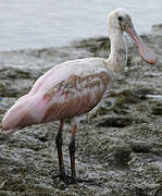 Roseate Spoonbill