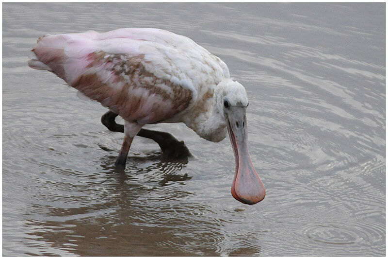 Roseate Spoonbilladult