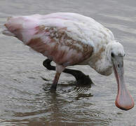 Roseate Spoonbill