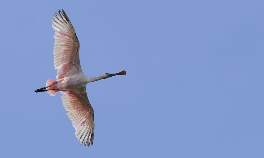 Spatule roséeimmature