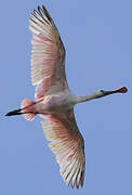 Roseate Spoonbill