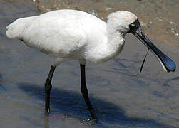 Royal Spoonbill