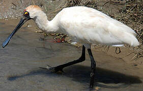 Royal Spoonbill