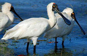 Royal Spoonbill