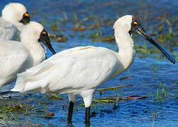 Royal Spoonbill