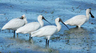 Royal Spoonbill