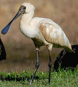 Royal Spoonbill