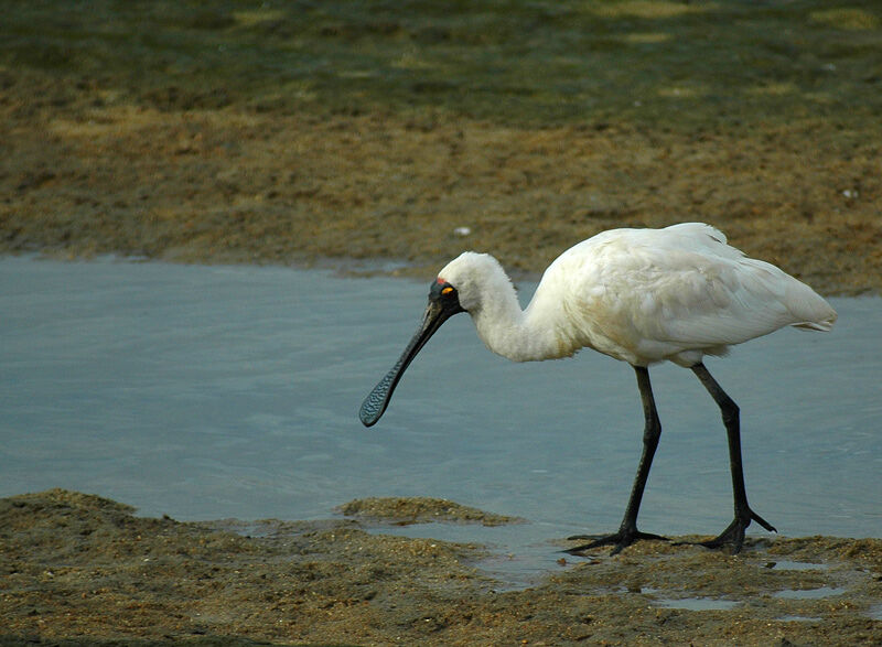 Royal Spoonbill