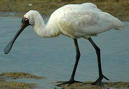 Royal Spoonbill