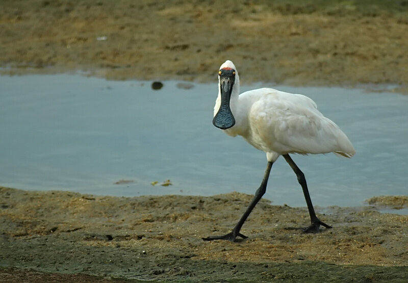 Royal Spoonbill