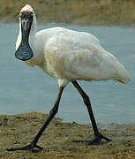 Royal Spoonbill