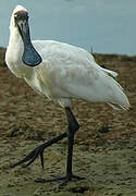 Royal Spoonbill