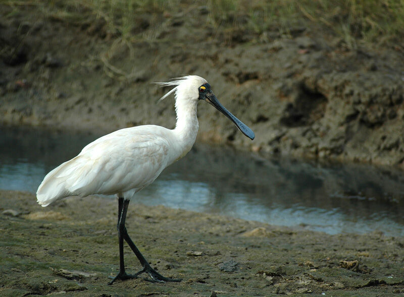 Royal Spoonbill