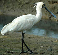 Royal Spoonbill