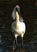 Royal Spoonbill