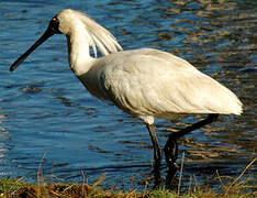 Royal Spoonbill