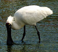 Royal Spoonbill