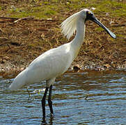 Royal Spoonbill