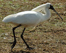 Royal Spoonbill