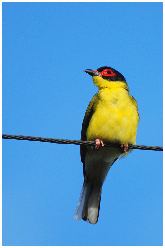 Australasian Figbird (flaviventris)adult