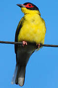 Sphécothère à ventre jaune