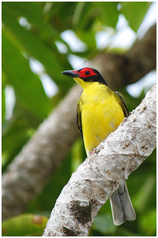 Australasian Figbird (flaviventris)adult