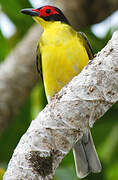 Sphécothère à ventre jaune