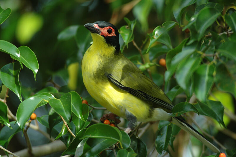 Sphécothère à ventre jaune mâle adulte