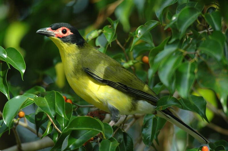 Sphécothère à ventre jaune mâle adulte