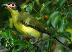 Sphécothère à ventre jaune