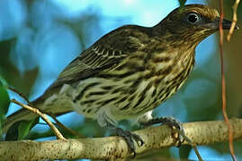 Australasian Figbird (flaviventris)