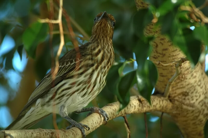 Australasian Figbird (flaviventris) female adult