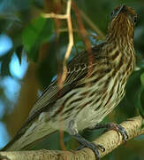 Australasian Figbird (flaviventris)