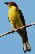 Sphécothère à ventre jaune